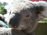 10_Koala