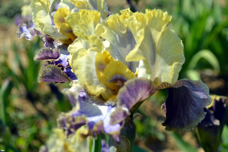 190501_iris_val_drome_4
