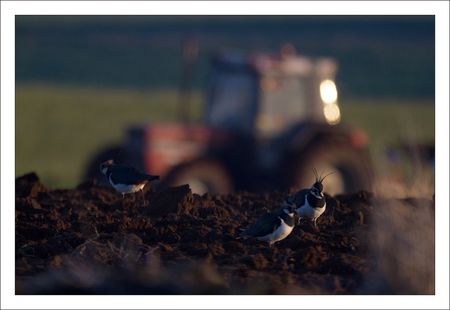plaine_lulu_vanneaux_tracteur_soir_151210