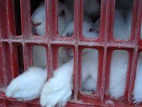 Rabbits_in_Transport_Cage_Port_c_ANIMAL_01_a