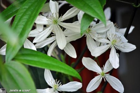 Clematis-Armandii-en-fleurs