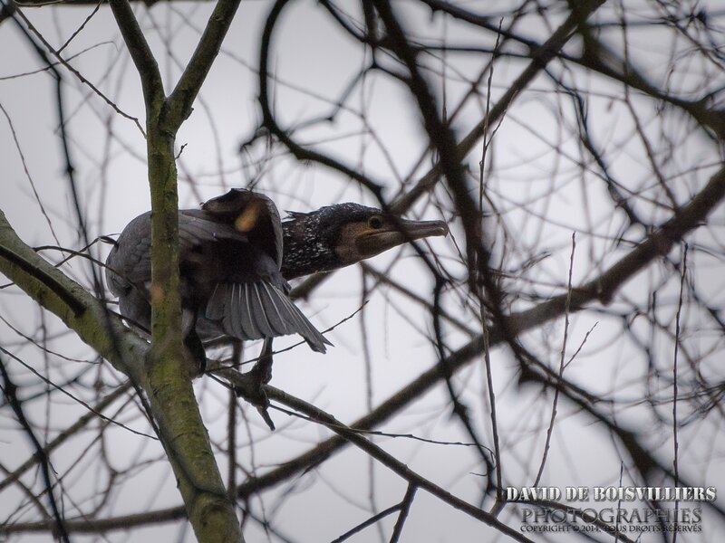Grand Cormoran (Phalacrocorax carbo)