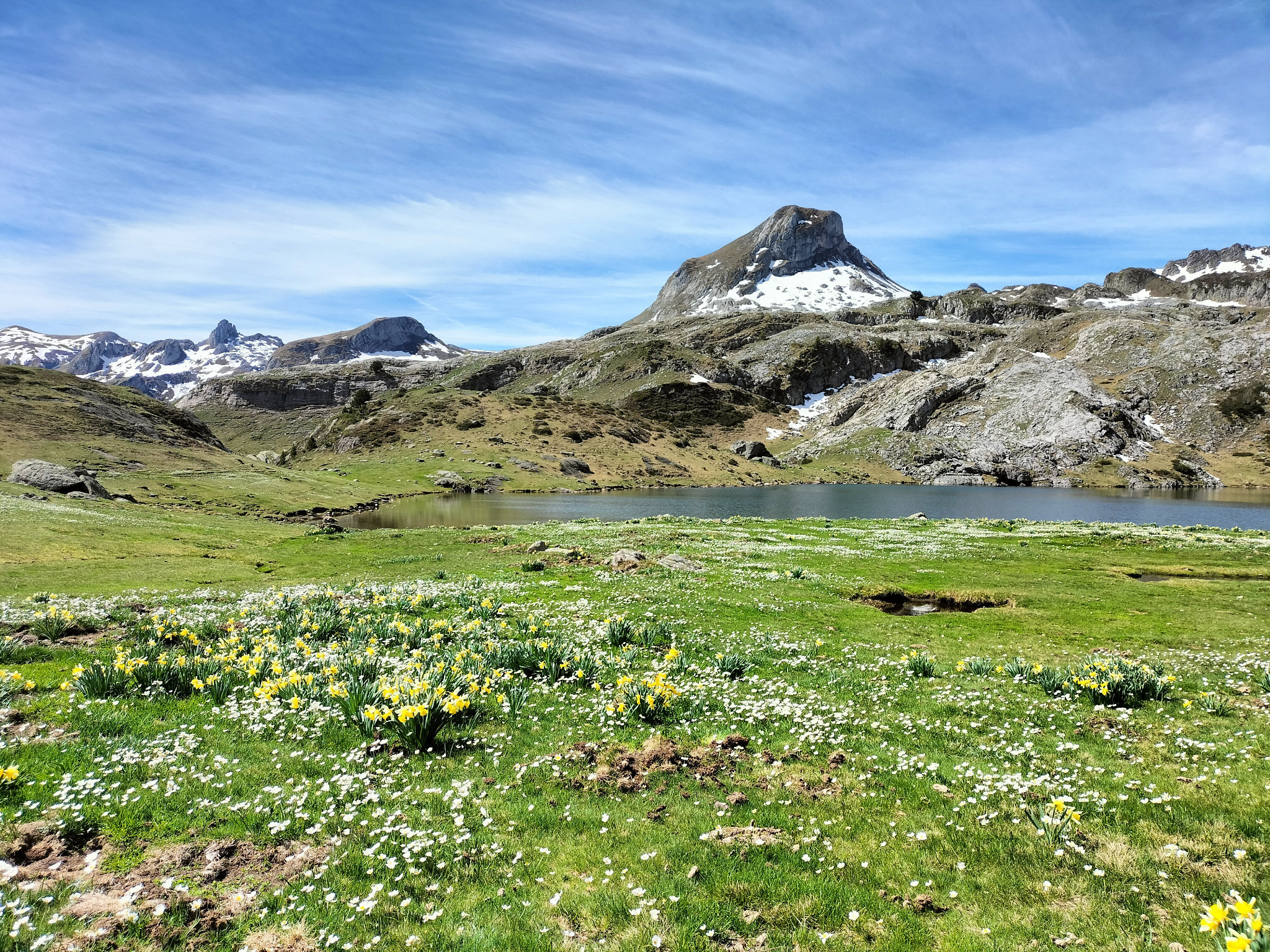 Lacs d'Ayous, lac Roumassot, fleurs et pic Castérau (64)