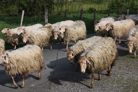 moutons_2_1_