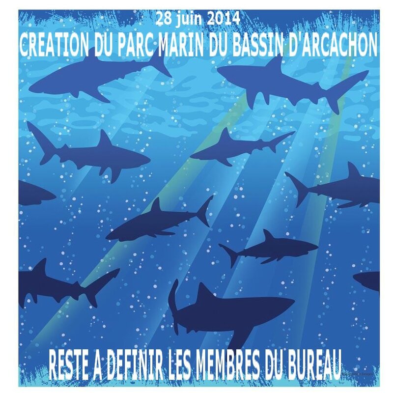 nappe-grand-requin-R1-174780-1