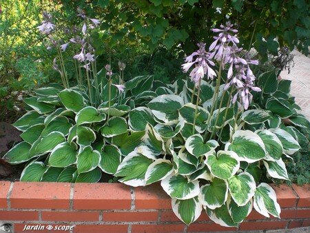 Hostas