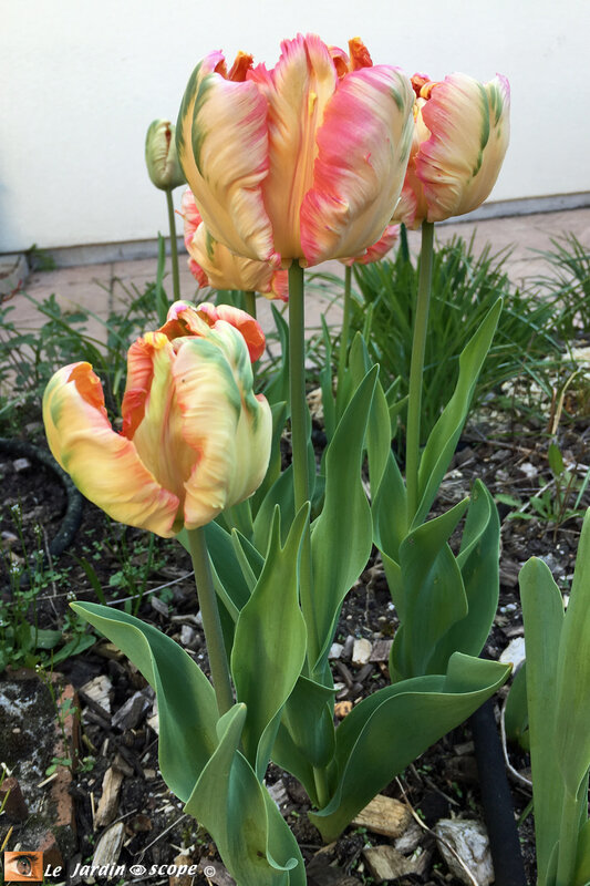 Tulipes-perroquet-Libretto-Parrot-3