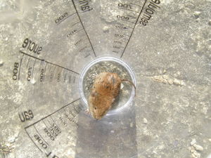 P4260015