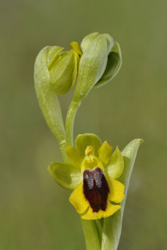 _DSC0411_Ophrys_lutea