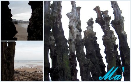 arbres_mer_091230