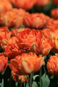 IMG_2634copie2