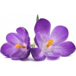 sticker-fleur-violette