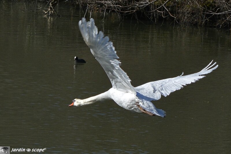 Vol du cygne au dessus du Loiret