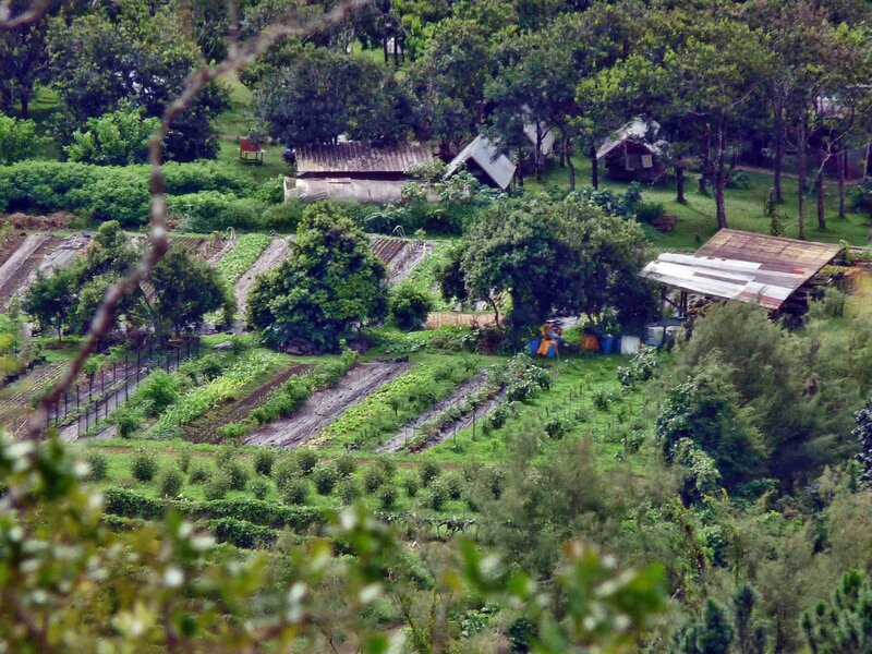 Tahiti Hiti - 02-Une ferme avec champs d'ananas