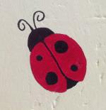 coccinelle