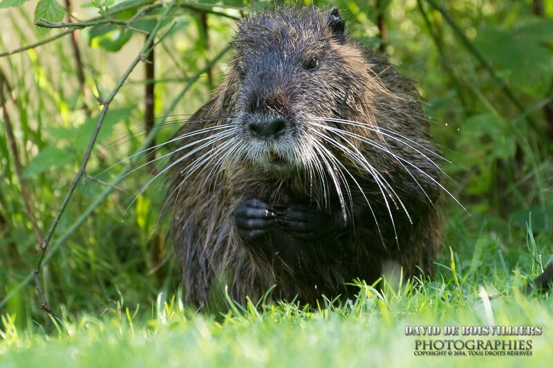 Ragondin (Myocastor coypus)
