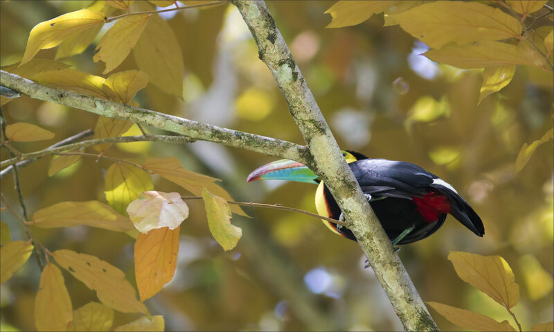 J4 CR 2016 Colibri lodge matin 8 toucan pico iris