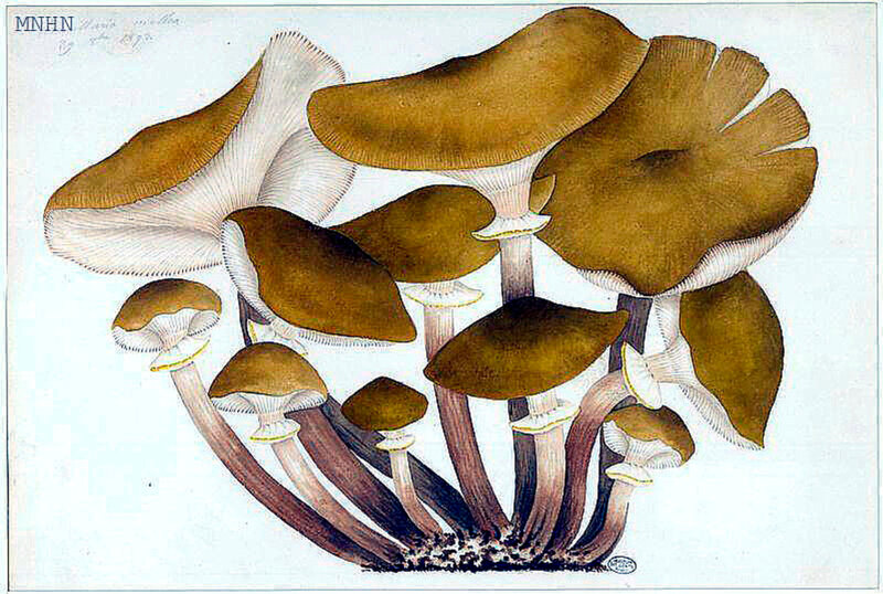 17 Armillaria mellea, 29 8bre 1893