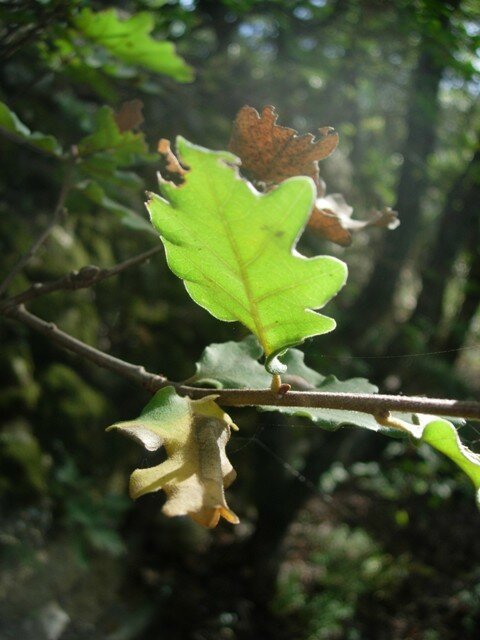 Feuille