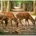 Le <b>brame</b> du <b>Cerf</b> 2009 en forêt de Rambouillet...