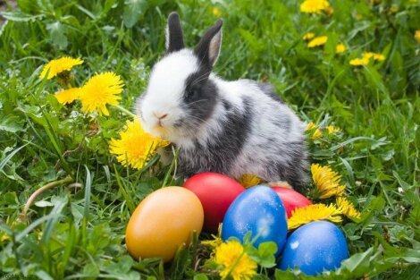 470-355-lapin_symbole_paques_reunion__1