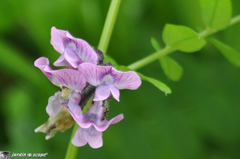 Vicia-sativa