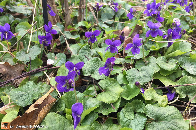 Violette