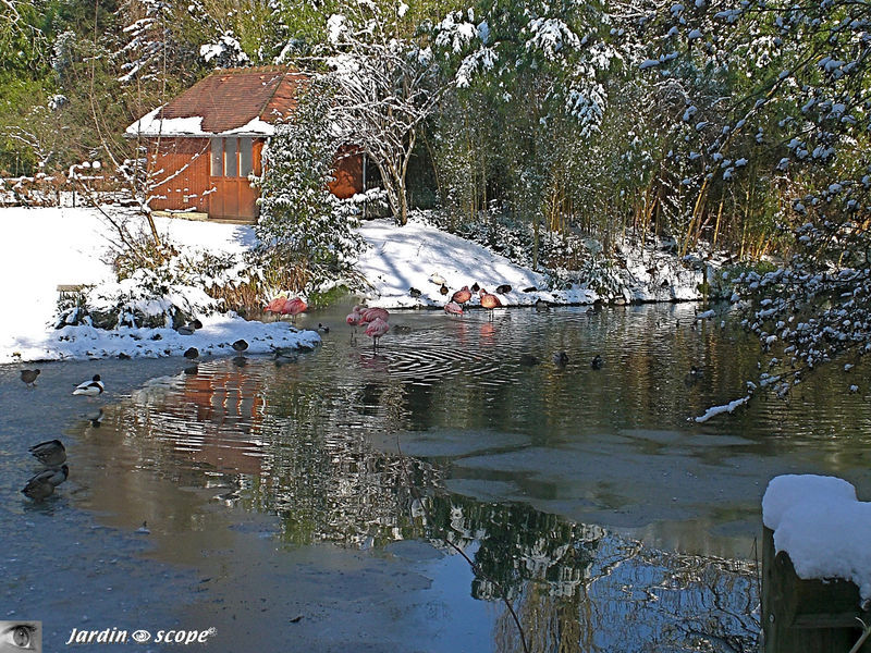 Le coin des flamants roses sous la neige