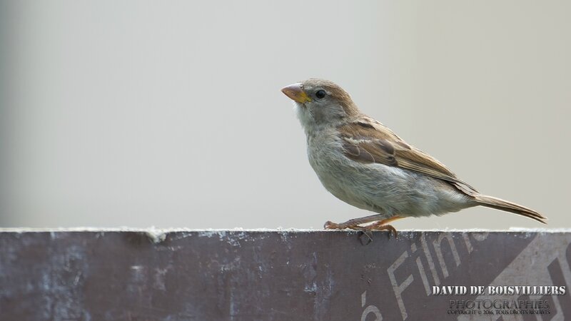 Moineau domestique (Passer domesticus)