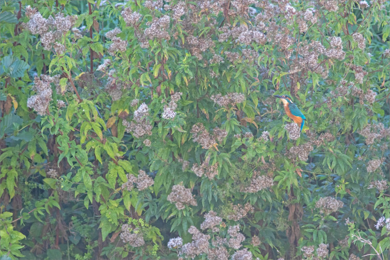 Oiseau MP fleurs bord rivière 170921 ym