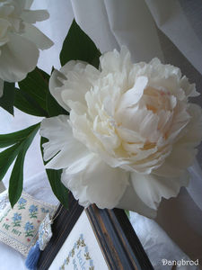 pivoines_jardin