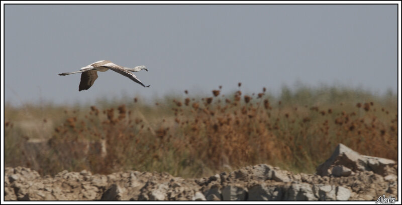 Flamant rose... qui n'est pas encore rose !