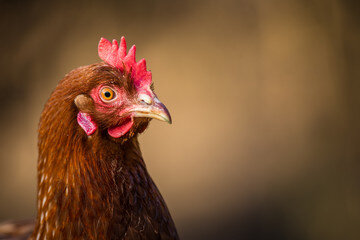 poule_23