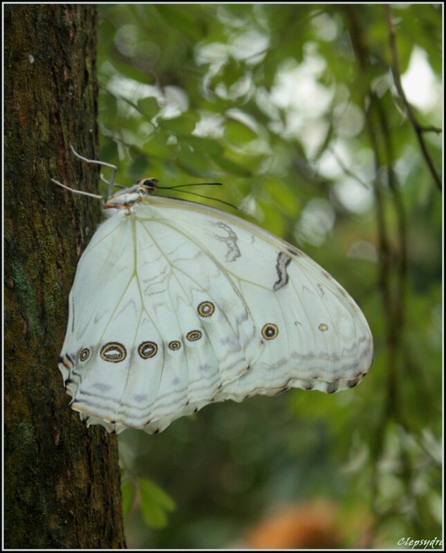 papillonblanc