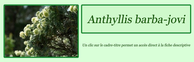 Anthyllis barba-jovi