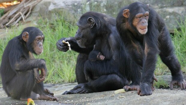 une-famille-de-chimpanzes-10335730bjubu_1713 article 3