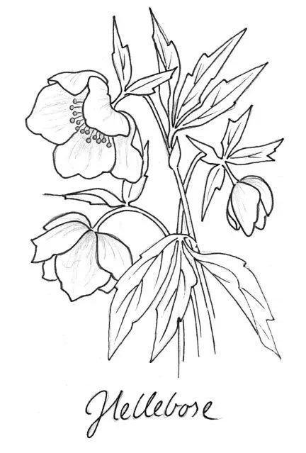 hellebore7