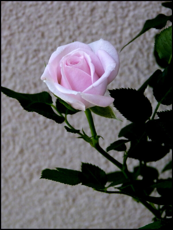 P1700857