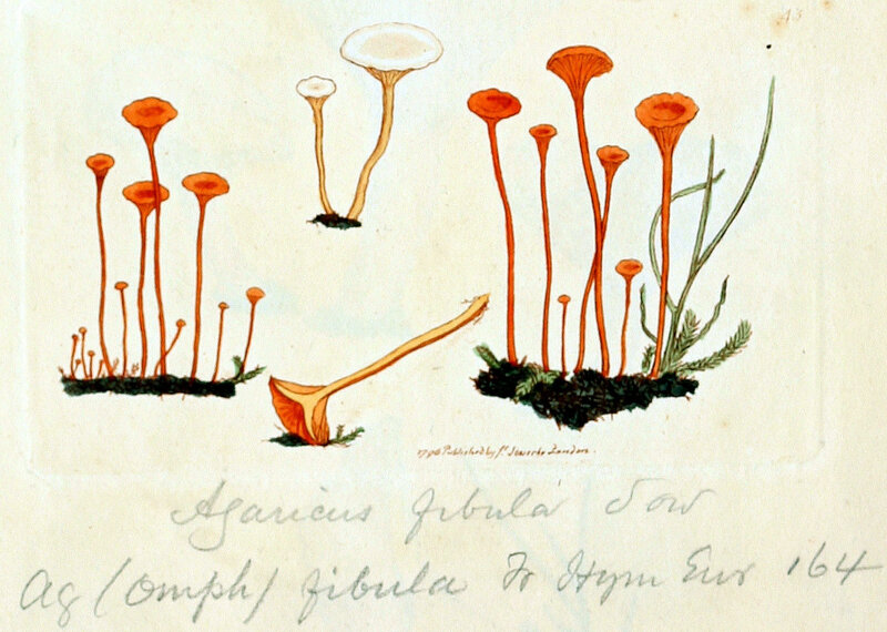 ヒメノヒガサ Loreleia postii (Fr.) Redhead, Moncalvo, VilgaJames Sowerby in Coloured_Figures_of_English_Fungi_or_Mushrooms_-_t