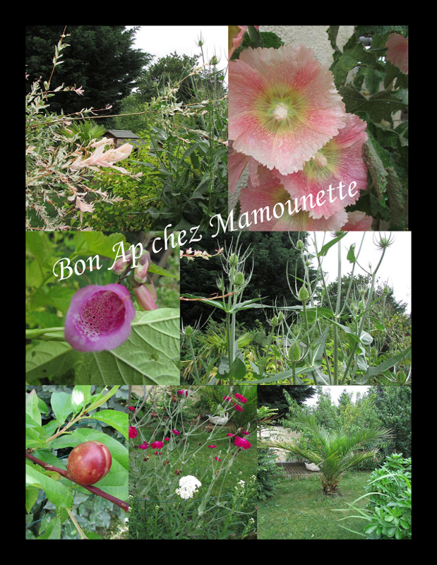 Jardin en juillet