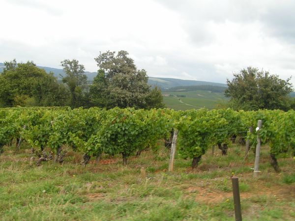 2012 09 13 - vignes dans le village (1)