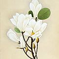 White Magnolia and Hibiscus, China (Guanghou) or Mauritius, ca. <b>1823</b>