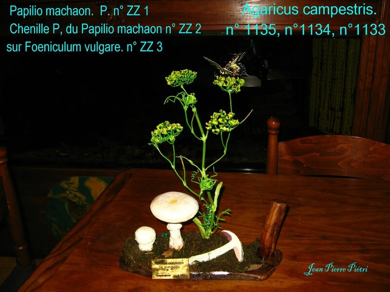 Agaic campestris, chenille et Machaon, foeniculum vulgare