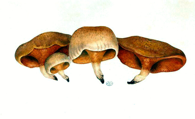 152 Paxillus sp P filamentosus