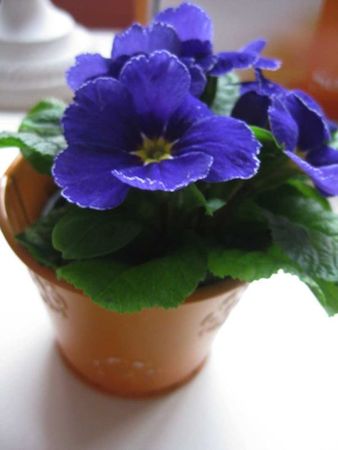 fleurs mars 2012 000