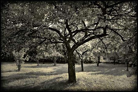 Dans_un_jardin_DA