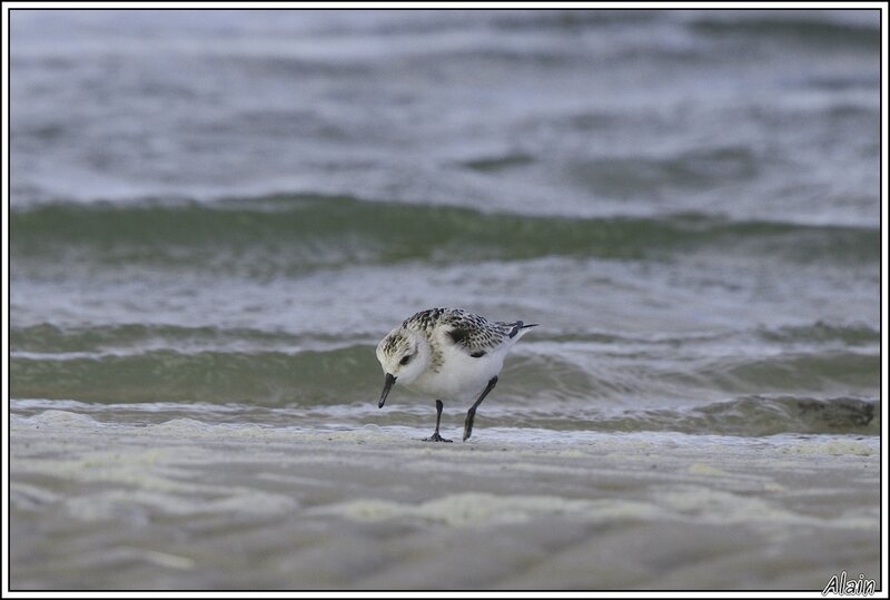 sanderling