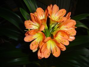 clivia