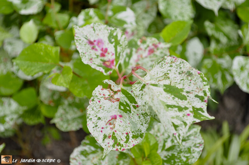 fallopia-japonica-variegata
