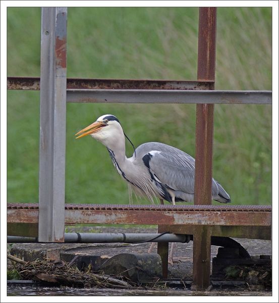 ville lulu2 heron pech 120413 9